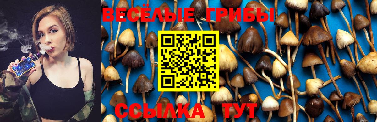 Галлюциногенные грибы Psilocybe Магадан
